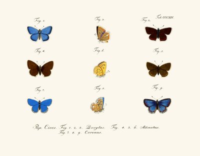 Papillons - German School
