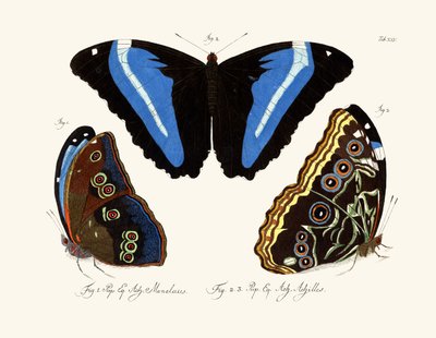 Papillons - German School