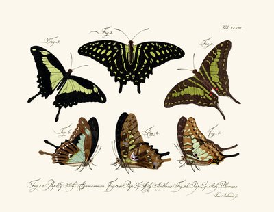 Papillons - German School