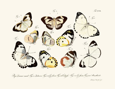 Papillons - German School