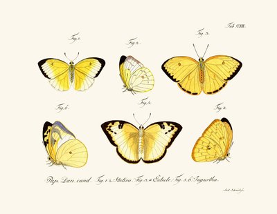 Papillons - German School