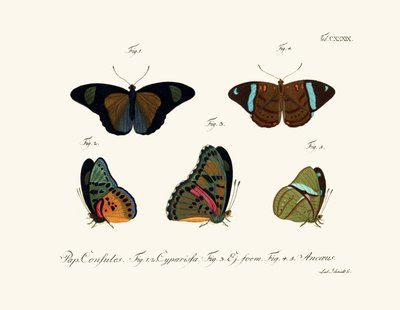 Papillons - German School