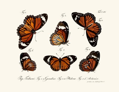Papillons - German School