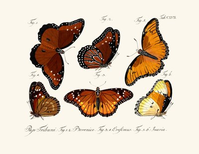 Papillons - German School