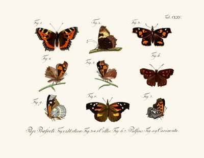 Papillons - German School