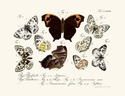 Papillons - German School