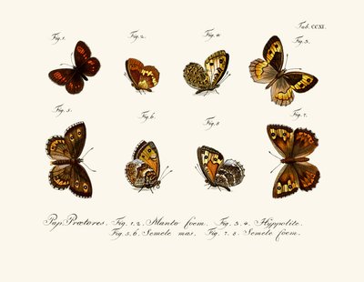 Papillons - German School