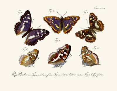Papillons - German School