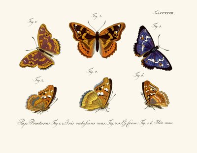 Papillons - German School