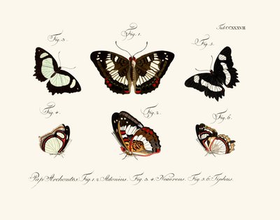 Papillons - German School
