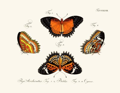 Papillons - German School