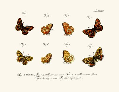 Papillons - German School