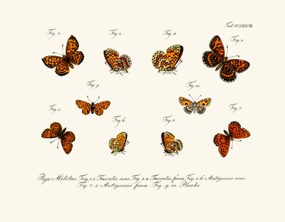 Papillons - German School