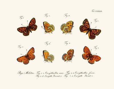 Papillons - German School