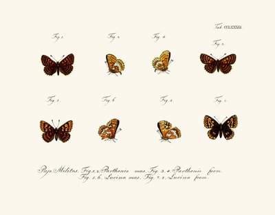 Papillons - German School