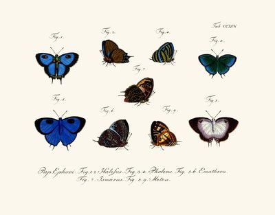 Papillons - German School
