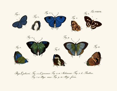 Papillons - German School