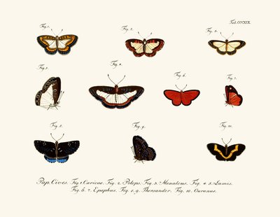Papillons - German School