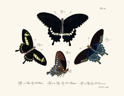 Papillons - German School