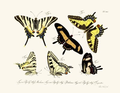 Papillons - German School