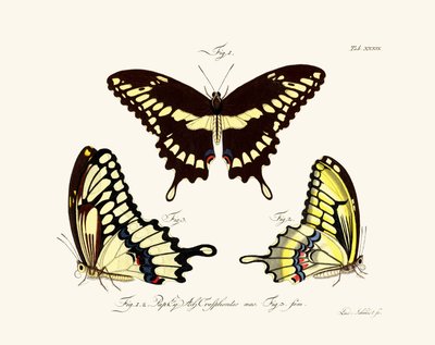 Papillons - German School