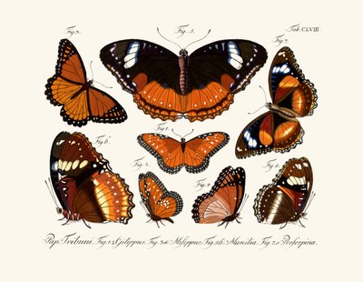Papillons - German School