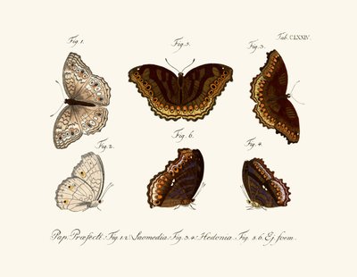 Papillons - German School