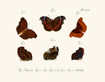 Papillons - German School