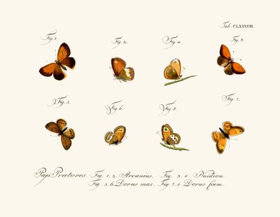 Papillons - German School