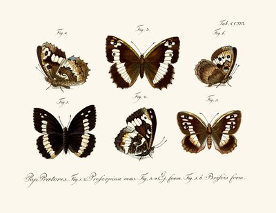 Papillons - German School