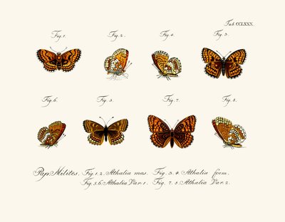 Papillons - German School