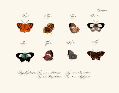Papillons - German School