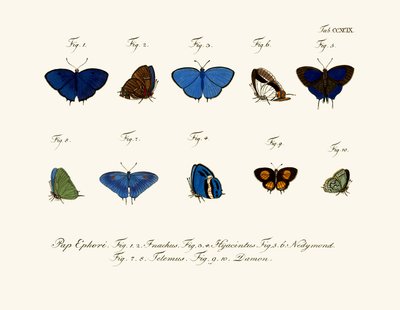 Papillons - German School