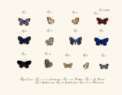 Papillons - German School