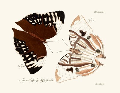 Papillons - German School