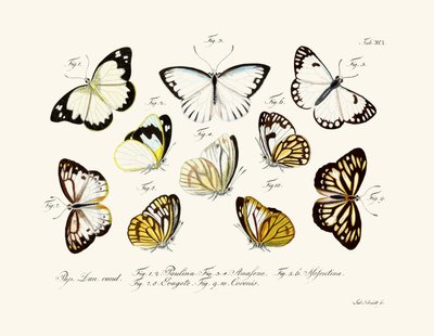 Papillons - German School