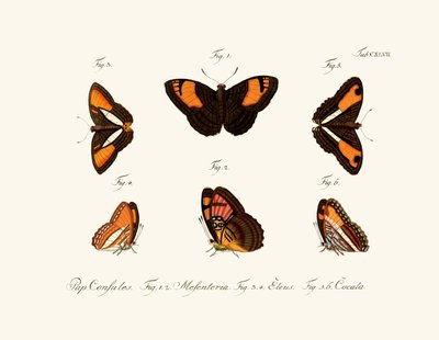 Papillons - German School