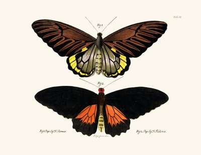 Papillons - German School