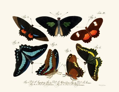 Papillons - German School