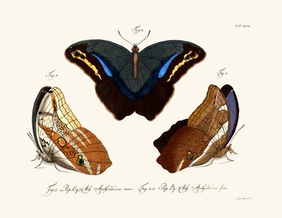Papillons - German School