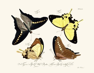 Papillons - German School