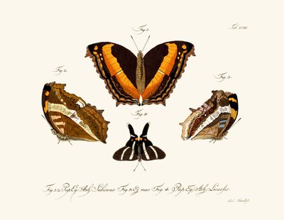 Papillons - German School