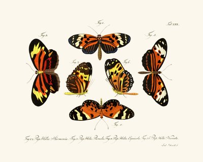 Papillons - German School