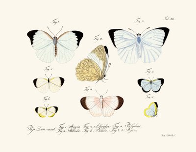 Papillons - German School