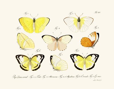 Papillons - German School