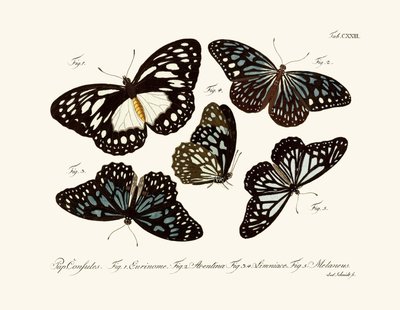 Papillons - German School