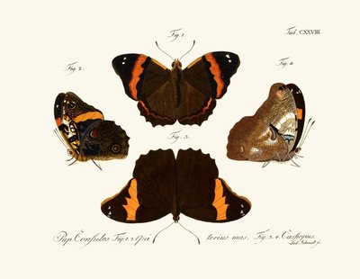 Papillons - German School