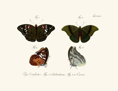 Papillons - German School