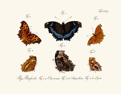 Papillons - German School