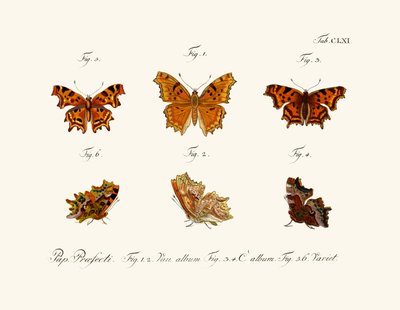 Papillons - German School